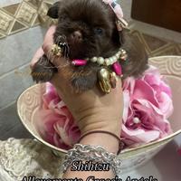Mini cuccioli Shihtzu