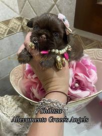 Mini cuccioli Shihtzu