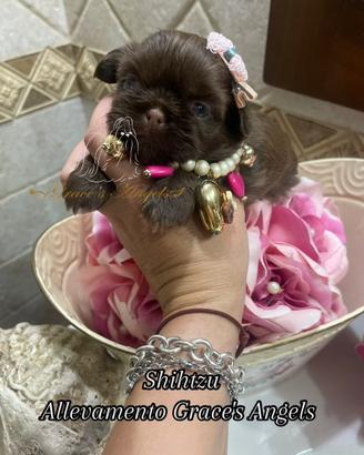 Mini cuccioli Shihtzu