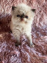 Cuccioli di persiano