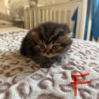 Ultimo cucciolo di Scottish