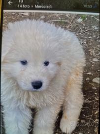 Cuccioli pastore maremmano abruzzese super