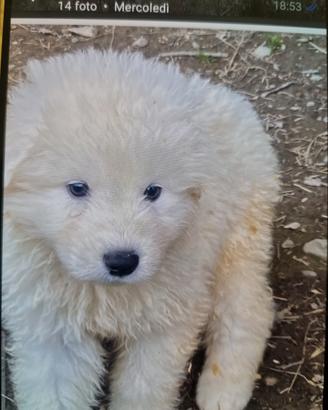 Cuccioli pastore maremmano abruzzese super