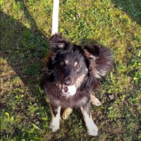 Cane pastore lagorai