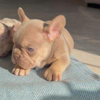 Bulldog francese