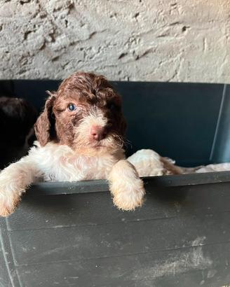 Ultimi 2 cuccioli maschi di Lagotto Romagnolo