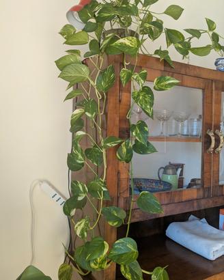 talee pianta pothos