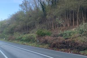 Bosco ceduo matricinato