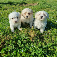 Cuccioli maltipoo mini Toy
