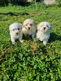 Cuccioli maltipoo mini Toy