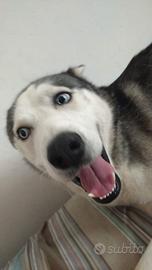 Husky