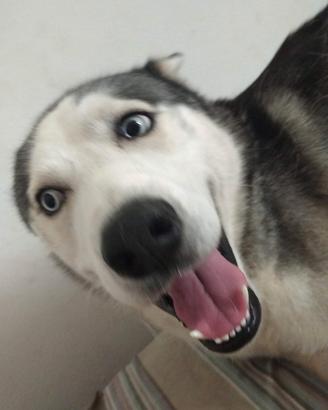 Husky