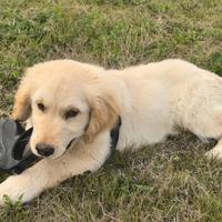 Cucciolo Golden Retriever maschio, PEDIGREE ENCI