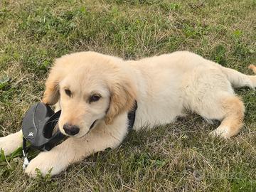 Cucciolo Golden Retriever maschio, PEDIGREE ENCI