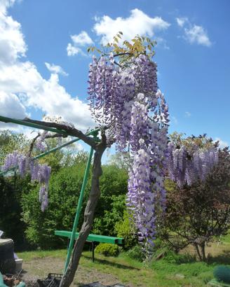 GLICINE albero di 3mt.! VARESE CENTRO