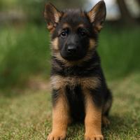 Cuccioli Pastore Tedesco