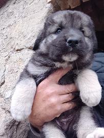 Cuccioli caucaso