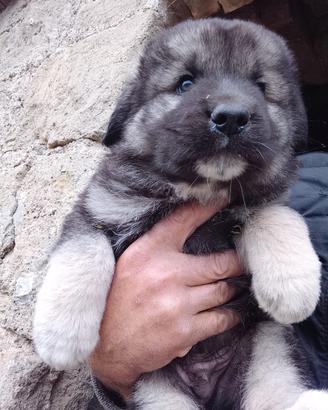 Cuccioli caucaso