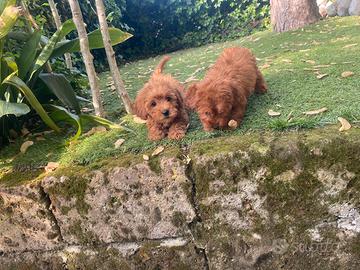 Femmine di Maltipoo red