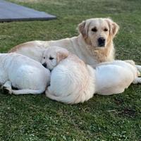 Cuccioli golden Retriever con pedigree