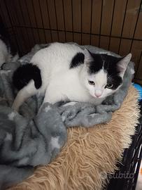 Venus gattina 5 mesi