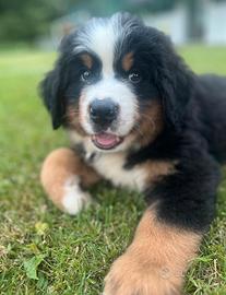 Bovaro del bernese per monta