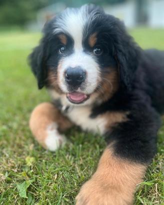 Bovaro del bernese per monta
