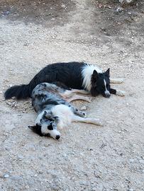 Border collie e blue merle