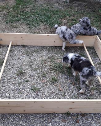 Cuccia parto per cani in abete recinto tartarughe