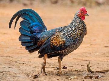 Gallo gallina sonnerat