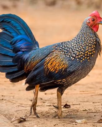 Gallo gallina sonnerat