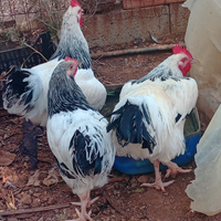 Coppia Sussex Columbia