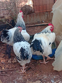 Coppia Sussex Columbia