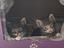 Immagine 6