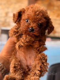Cuccioli di barboncino MINI TOY