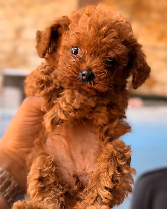 Cuccioli di barboncino MINI TOY