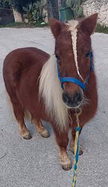 Pony 80 cm gravida documenti Olandesi