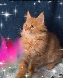 Gattino Maine Coone