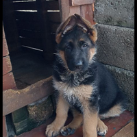 Cucciola PASTORE TEDESCO