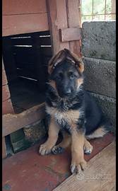 Cucciola PASTORE TEDESCO
