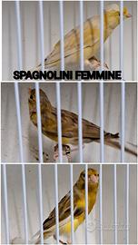 Canarine femmine spagnoline