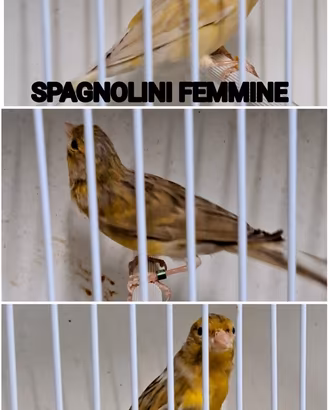 Canarine femmine spagnoline