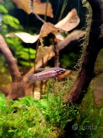 Betta Rubra