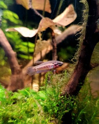 Betta Rubra