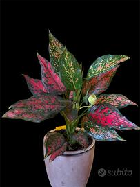 Aglaonema Strawberry