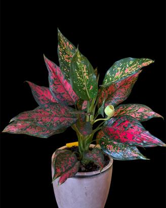 Aglaonema Strawberry