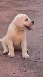 Labrador miele ( Giallo)