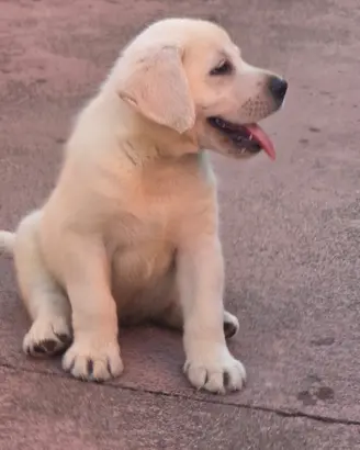 Labrador miele ( Giallo)