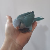 Parrocchetto Monaco allevato a mano