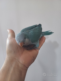 Parrocchetto Monaco allevato a mano